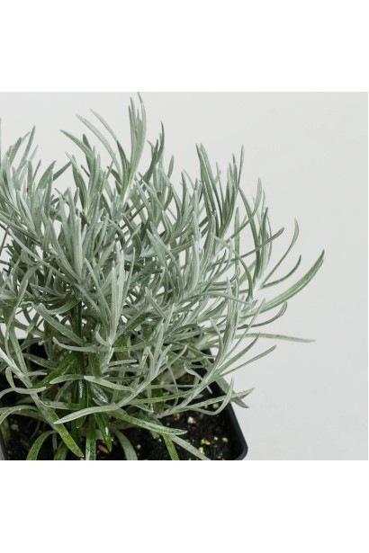 Безсмертник італійський Талл Керрі сріблясте листя